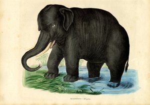 Asiatisk elefant, 1863-79 af Raimundo Petraroja